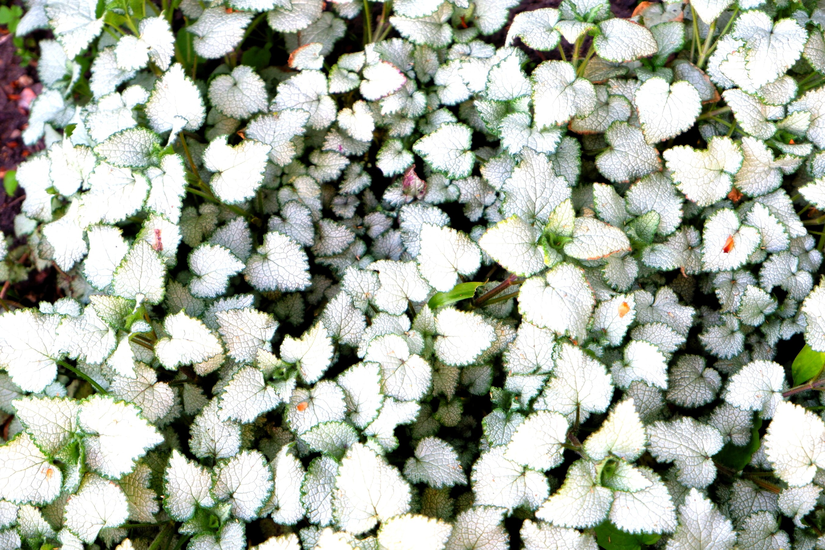 DSCF3751.jpg