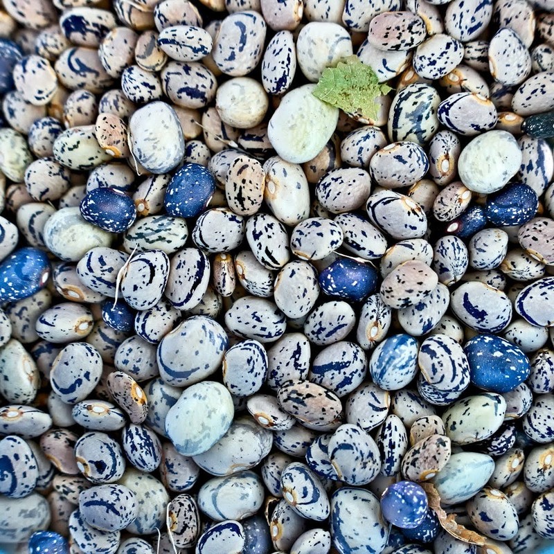 Beans(1).jpg
