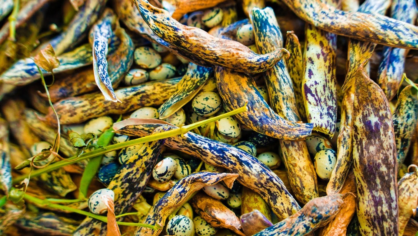Beans.jpg