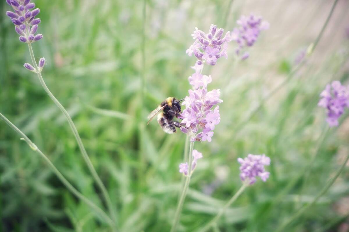 Bee.jpg
