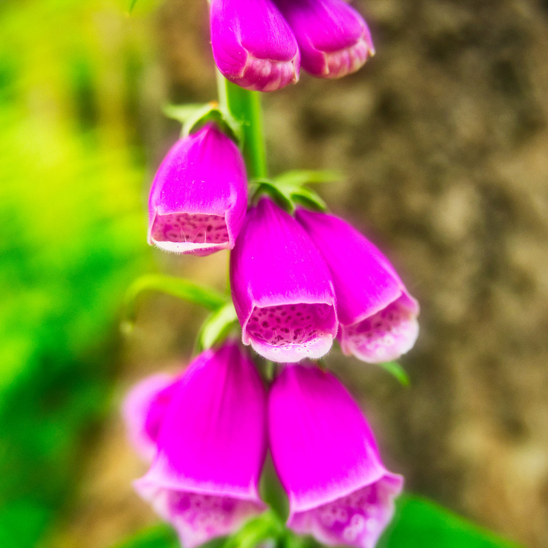 Colorsofthespring.jpg