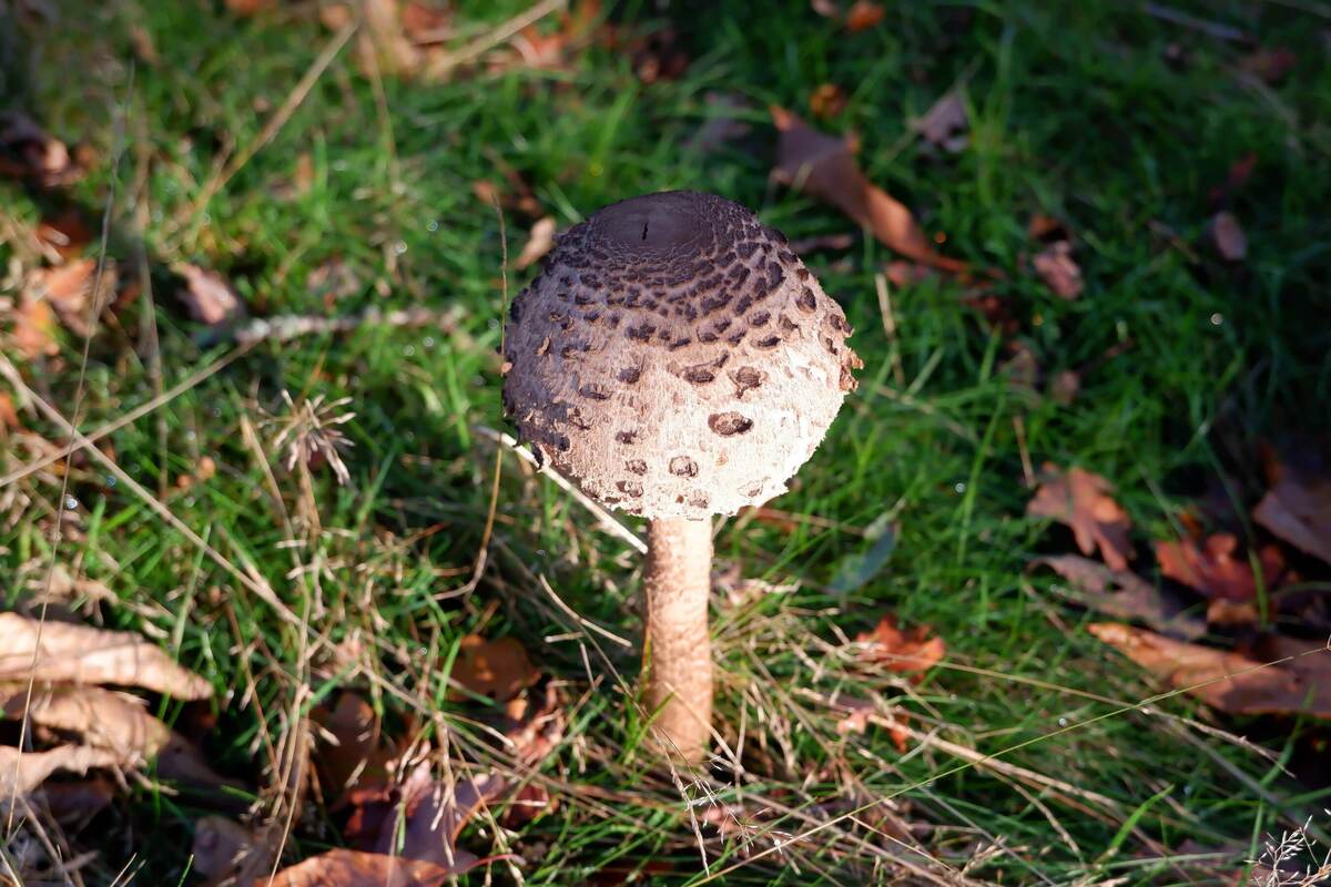 DSCF4695.jpg