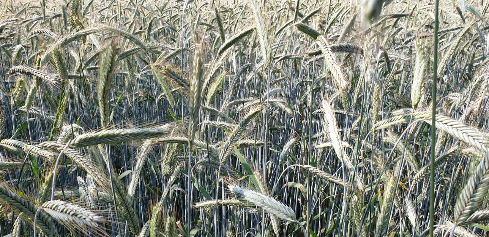 Rye-field.jpg