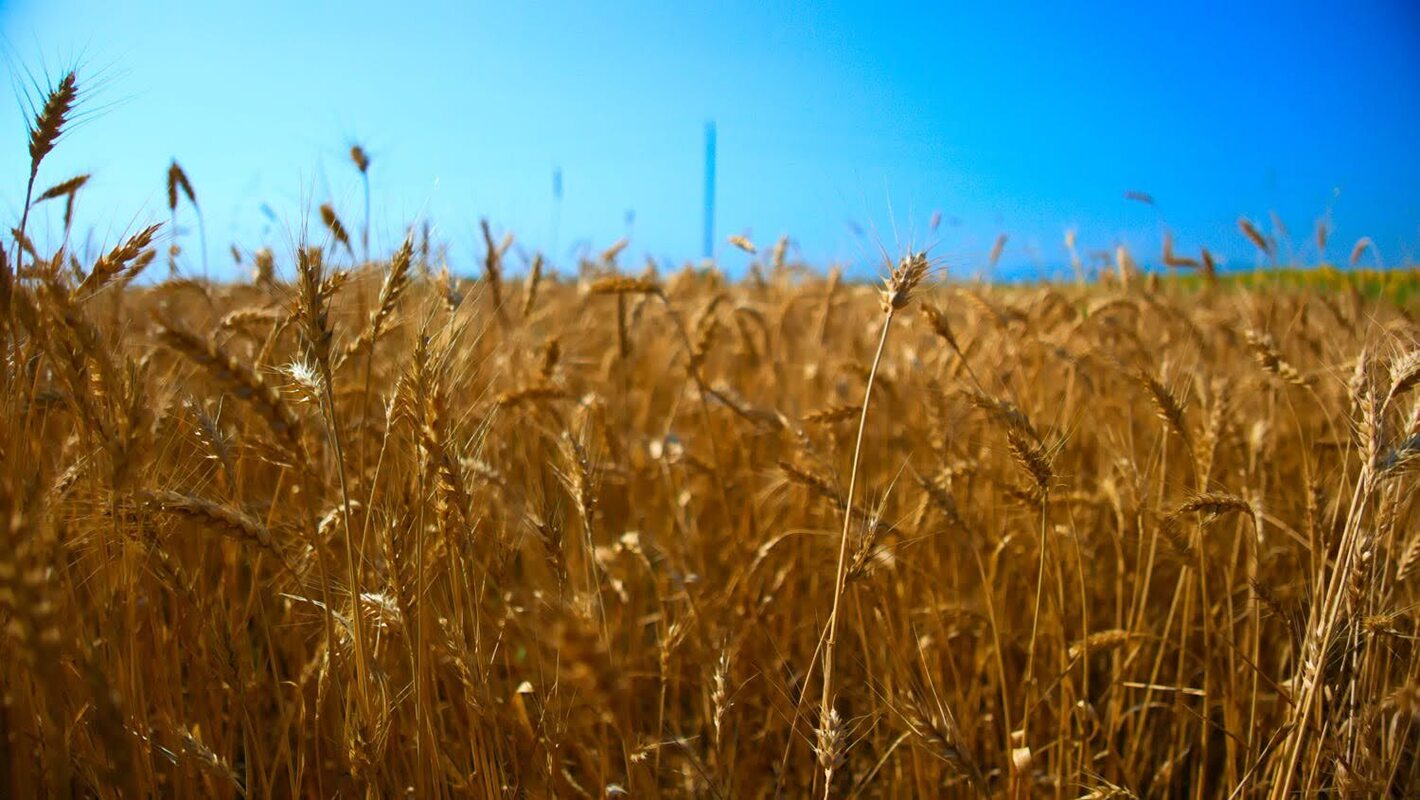 Rye.jpg
