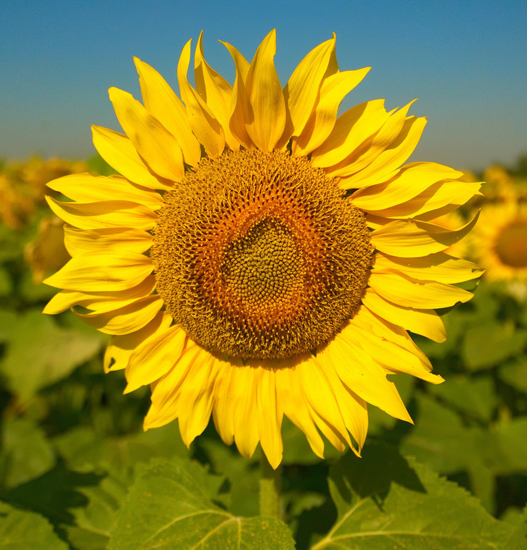 Sunflower.jpg